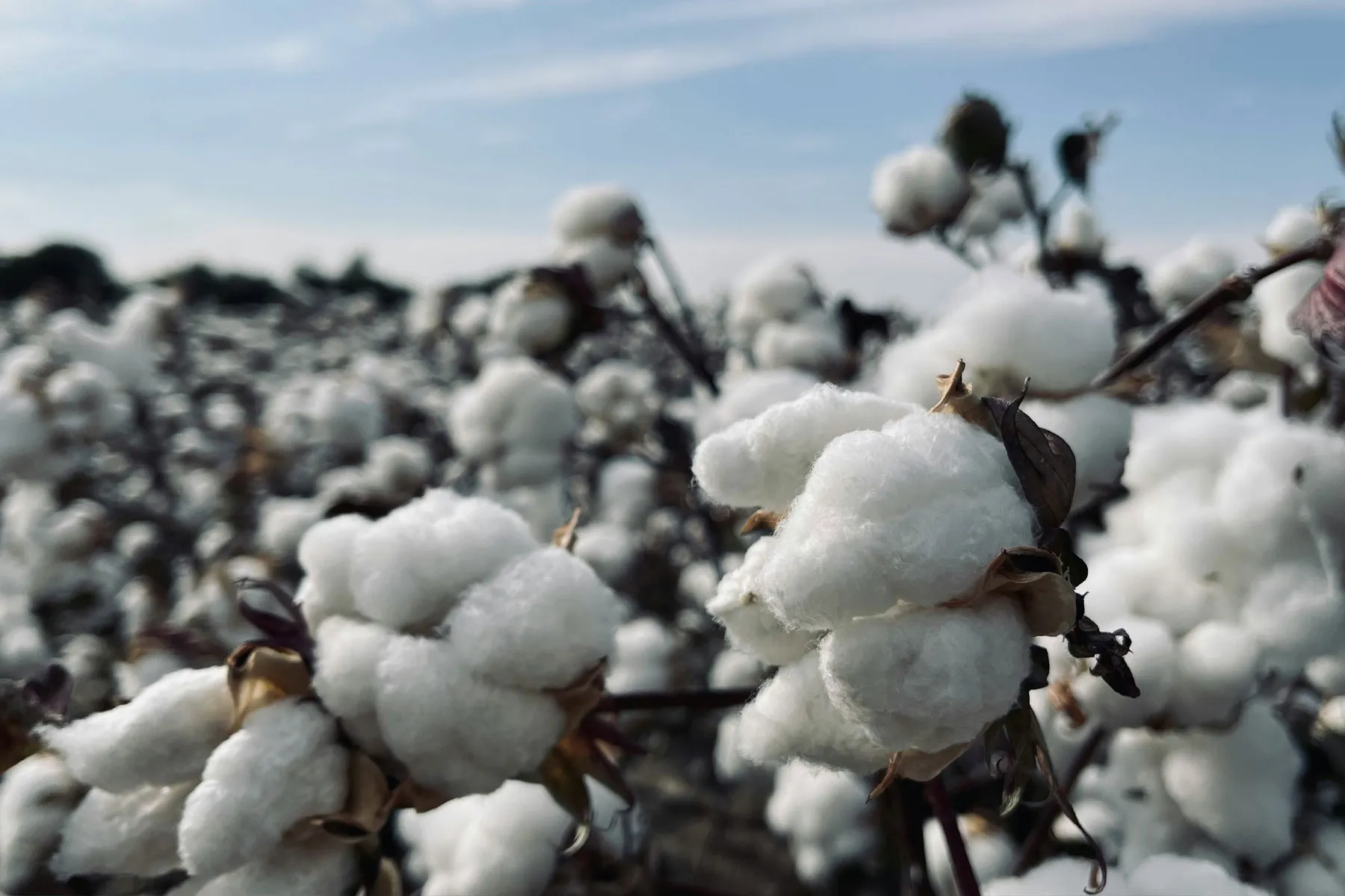 A closeup on a cotton plant in a fields