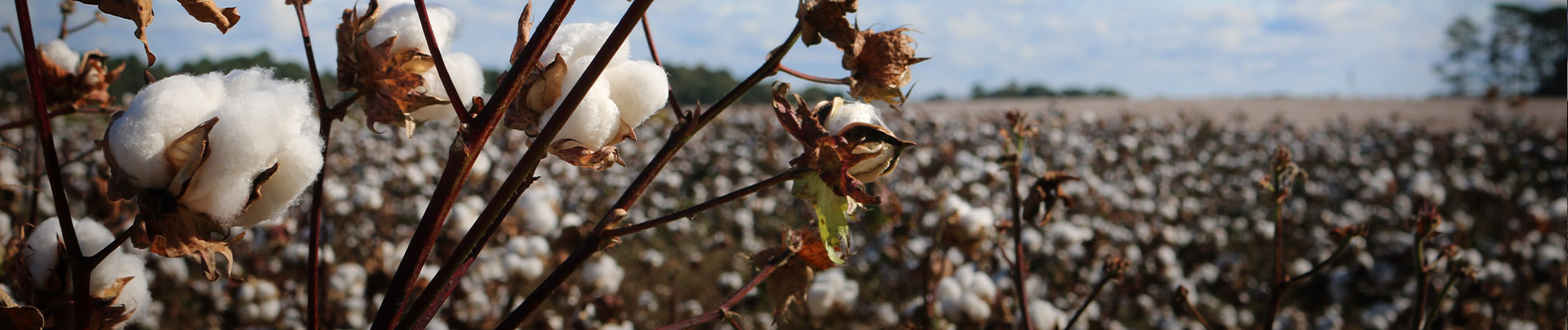 A close up of cotton